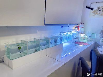 西洲曲魚(yú)缸：西洲曲玻璃魚(yú)缸的優(yōu)勢(shì) 西洲曲魚(yú)缸：西洲曲玻璃魚(yú)缸的優(yōu)勢(shì) 魚(yú)缸百科 第3張