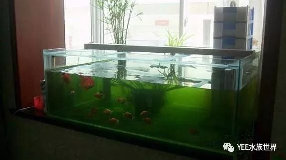 魚缸水質檢測結果解讀：關于魚缸水質檢測結果的分析