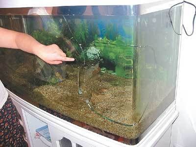 購買低價二手魚缸水族箱的注意事項：尋找低價二手魚缸水族箱時我們需要警惕一些潛在的騙局