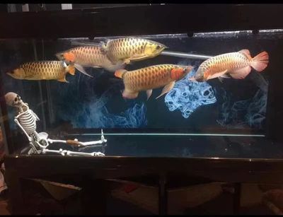 魚缸造景的藝術(shù)與科學(xué)魚缸造景的藝術(shù)與科學(xué)魚缸造景：水族館設(shè)計的魅力探索水族館設(shè)計的魅力探索水族館設(shè)計的魅力