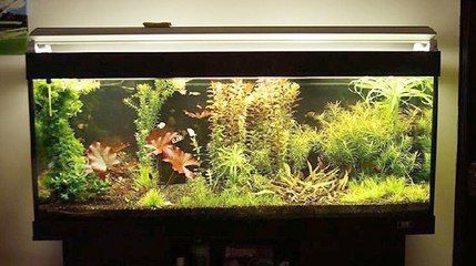 觀賞魚缸放在什么位置好呢（如何選擇一個適合的觀賞魚缸？）