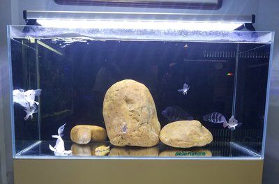 觀賞魚缸放在什么位置好呢（如何選擇一個適合的觀賞魚缸？）