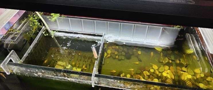 魚缸燈有助于魚發色嗎：如何調節魚缸燈光色溫，魚缸照明對水質有何影響 魚缸燈有助于魚發色嗎：如何調節魚缸燈光色溫，魚缸照明對水質有何影響 魚缸百科 第2張