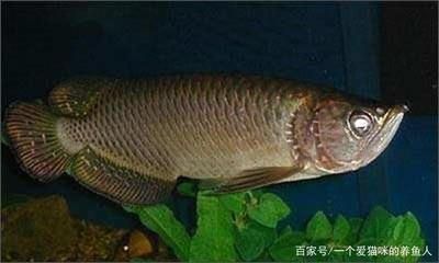 龍魚的藥劑對其他魚有害嗎視頻講解：龍魚專用藥劑的副作用