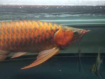 龍魚掉眼修復多少錢：龍魚掉眼修復的費用和手術方案龍魚掉眼修復的費用因素