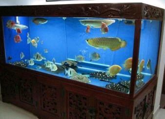 魚缸定制價格表（魚缸定制價格表,尺寸方面,設計方面,杭州地區）