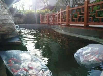 海鹽可以直接放在魚缸里面，但需要注意適量：海鹽可以直接放在魚缸里面但需要注意的是海鹽的使用