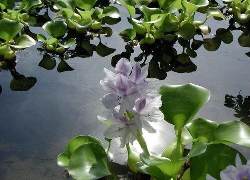 水生植物對魚缸氧氣貢獻(xiàn)度：水生植物在魚缸中如何通過光合作用和氧氣產(chǎn)生過程