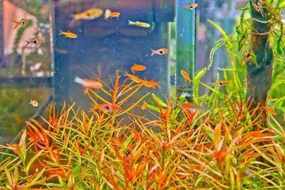 魚缸背景圖案風水解析：魚缸擺放的風水意義及其對家居環境的影響