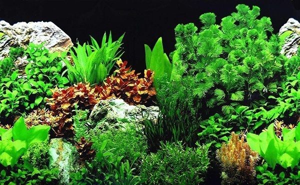 魚缸背景圖案風水解析：魚缸擺放的風水意義及其對家居環境的影響
