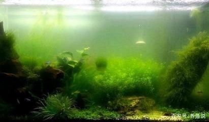 魚缸水發(fā)綠渾濁原因和解決方案（魚缸水發(fā)綠渾濁原因和解決方案,）