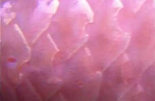龍魚疾病表現有哪些癥狀圖片大全：龍魚常見疾病的表現癥狀