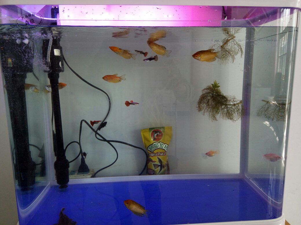 過濾魚缸水用多少目的過濾網好用（如何選擇魚缸過濾網？）