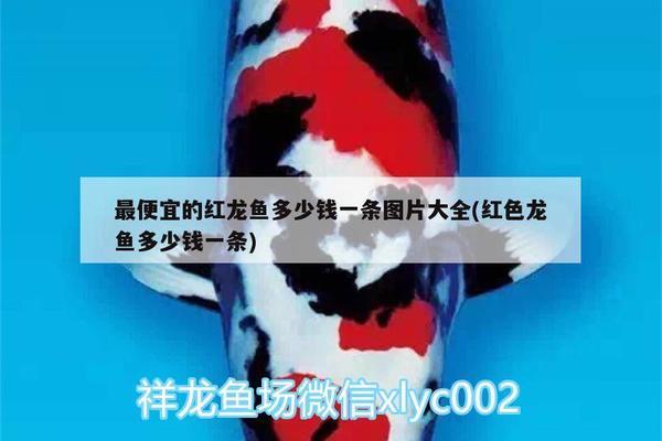 天寧區茶山爾儂水族館（天寧區茶山爾儂水族館地址）