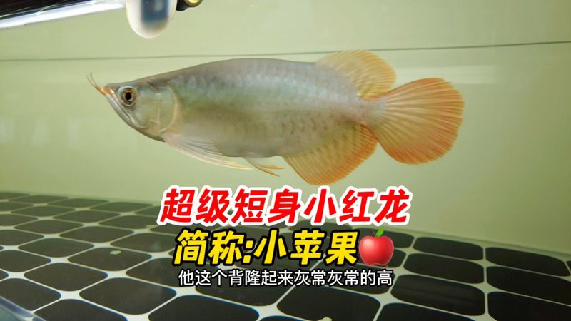 最小的紅龍魚苗多少錢一條圖片視頻大全