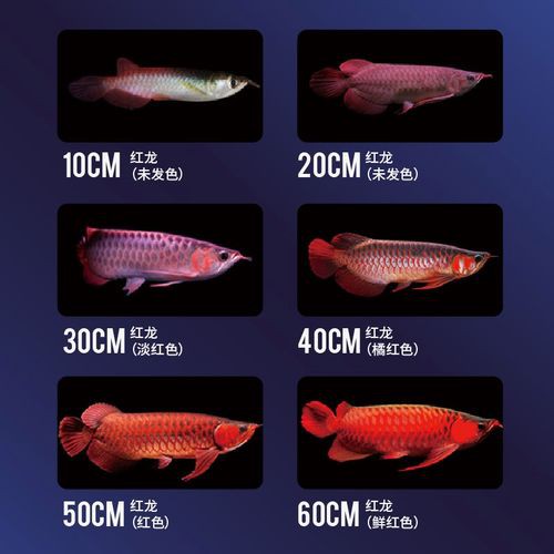 最小的紅龍魚苗多少錢一條圖片視頻大全