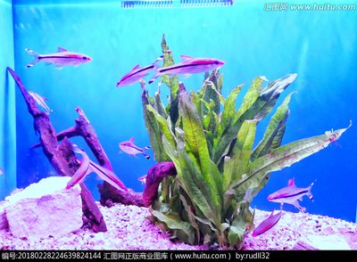 魚缸養(yǎng)護(hù)全攻略魚缸養(yǎng)護(hù)全攻略：水下攝影技巧分享水下攝影技巧分享拍攝魚缸視頻技巧