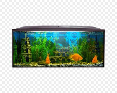 魚缸養(yǎng)護(hù)全攻略魚缸養(yǎng)護(hù)全攻略：水下攝影技巧分享水下攝影技巧分享拍攝魚缸視頻技巧