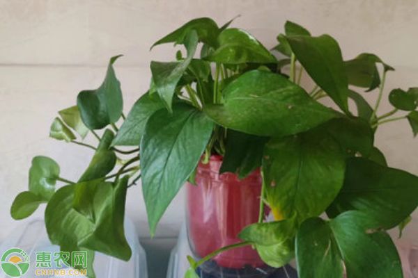 魚缸綠植哪種好,銅錢草凈化水質(zhì)效果綠蘿水培方法介紹龜背竹適合哪種魚缸 魚缸百科 第1張 魚缸綠植哪種好,銅錢草凈化水質(zhì)效果綠蘿水培方法介紹龜背竹適合哪種魚缸 魚缸綠植哪種好,銅錢草凈化水質(zhì)效果綠蘿水培方法介紹龜背竹適合哪種魚缸 魚缸百科 第1張