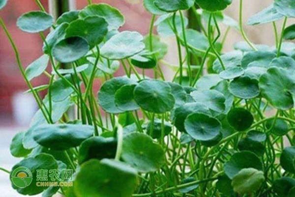 魚缸綠植哪種好,銅錢草凈化水質(zhì)效果綠蘿水培方法介紹龜背竹適合哪種魚缸 魚缸百科 第3張 魚缸綠植哪種好,銅錢草凈化水質(zhì)效果綠蘿水培方法介紹龜背竹適合哪種魚缸 魚缸綠植哪種好,銅錢草凈化水質(zhì)效果綠蘿水培方法介紹龜背竹適合哪種魚缸 魚缸百科 第3張