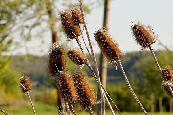 魚缸綠植哪種好,銅錢草凈化水質(zhì)效果綠蘿水培方法介紹龜背竹適合哪種魚缸 魚缸百科 第5張 魚缸綠植哪種好,銅錢草凈化水質(zhì)效果綠蘿水培方法介紹龜背竹適合哪種魚缸 魚缸綠植哪種好,銅錢草凈化水質(zhì)效果綠蘿水培方法介紹龜背竹適合哪種魚缸 魚缸百科 第5張