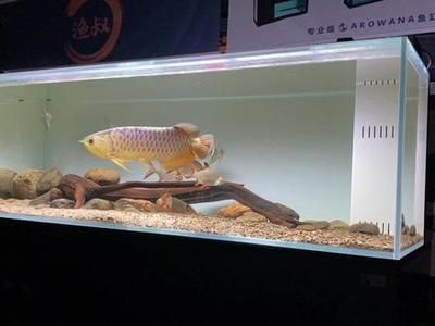 龍魚狀態(tài)不好如何養(yǎng)及喂養(yǎng)技巧360問答龍魚怎么養(yǎng)及喂養(yǎng)技巧：如何調(diào)整龍魚的狀態(tài)？
