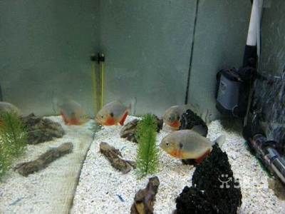 龍魚尾部有白點 龍魚尾部有白點是什么病