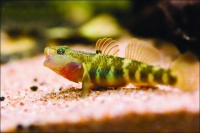 龍魚不愛動躲在角落里睡覺：龍魚不愛動，躲在角落里睡覺