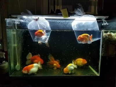 中山市中區順發水族商店（中山市中區順發水族商店地址）
