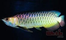 金龍魚是哪的魚