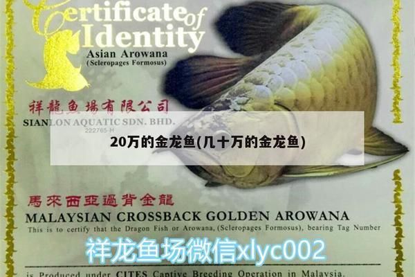 魚都扎堆在魚缸的一角不吃食怎么辦：如何解決魚只扎堆在魚缸一角并且不吃食的問題