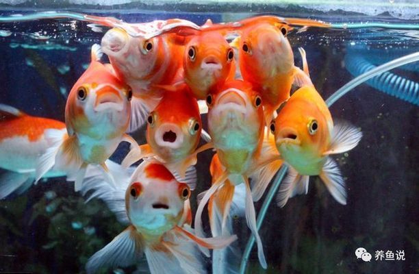 魚都扎堆在魚缸的一角不吃食怎么辦：如何解決魚只扎堆在魚缸一角并且不吃食的問題