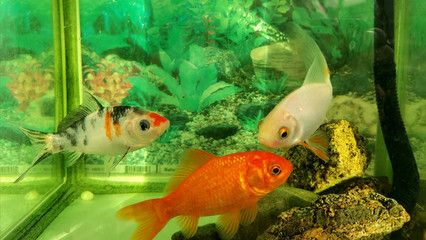 紅鯉魚的飼養技巧：紅鯉魚養殖技巧