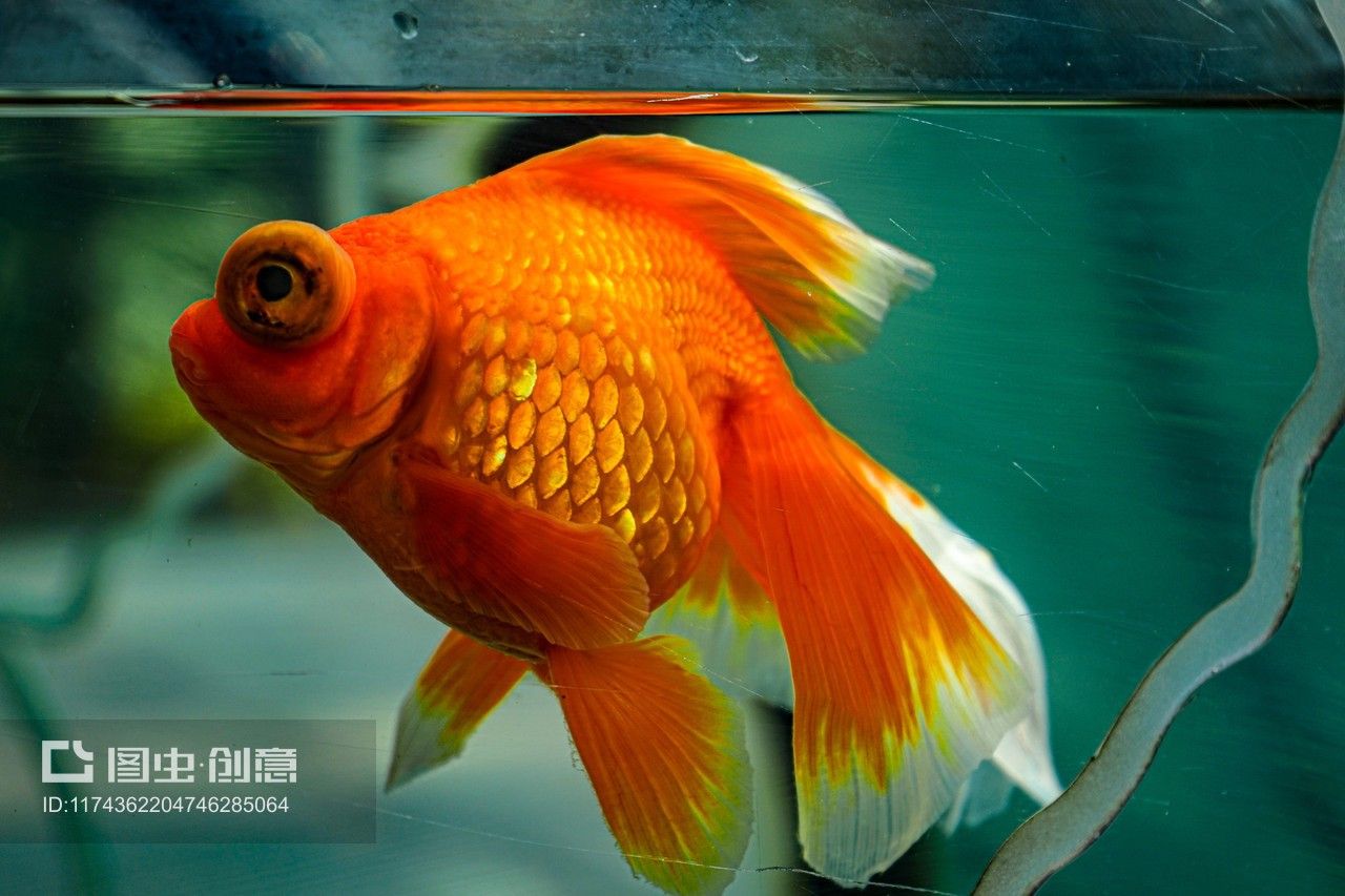 紅鯉魚的飼養技巧：紅鯉魚養殖技巧