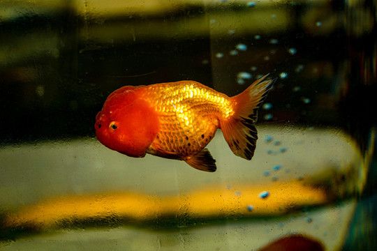 紅鯉魚的飼養技巧：紅鯉魚養殖技巧