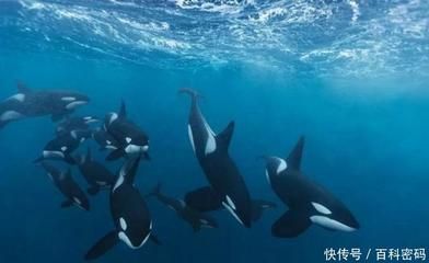 虎鯨如何制服球鯊魚？，虎鯨制服大白鯊的技巧