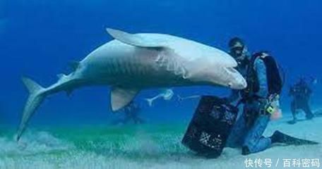 虎鯨如何制服球鯊魚？，虎鯨制服大白鯊的技巧