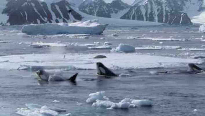 虎鯨如何制服球鯊魚？，虎鯨制服大白鯊的技巧