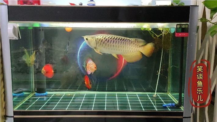 龍魚胖好還是瘦好養(yǎng)：龍魚的胖瘦對飼養(yǎng)的影響