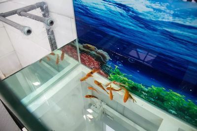 小魚未來魚缸說明書:小魚未來魚缸說明書_小魚未來魚缸適用魚種介紹 魚缸百科 第2張 小魚未來魚缸說明書:小魚未來魚缸說明書_小魚未來魚缸適用魚種介紹 小魚未來魚缸說明書:小魚未來魚缸說明書_小魚未來魚缸適用魚種介紹 魚缸百科 第2張