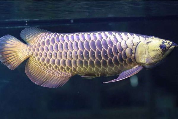 龍魚長什么樣子？：龍魚是一種外形華麗、色彩多變的淡水魚類