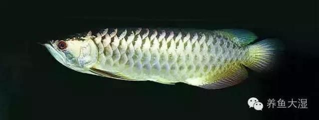 龍魚長什么樣子？：龍魚是一種外形華麗、色彩多變的淡水魚類