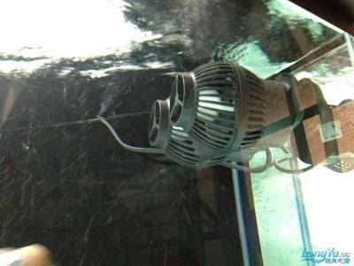 龍魚吃食正常偶爾趴缸怎么辦：龍魚偶爾趴缸可能由以下幾個原因導致龍魚趴缸的常見原因