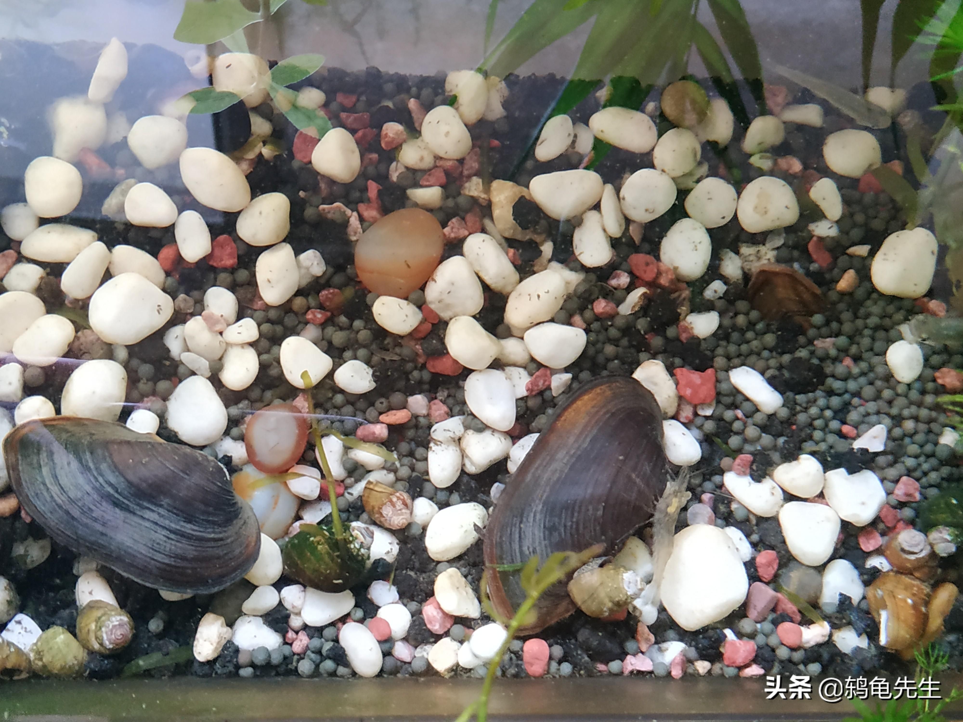 河蚌 魚缸 喂養視頻（如何在魚缸中喂養河蚌）