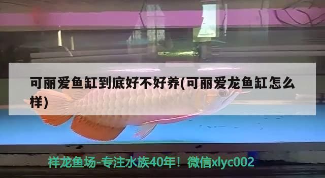 可麗愛(ài)魚(yú)缸的缺點(diǎn)是什么：可麗愛(ài)魚(yú)缸品牌對(duì)比評(píng)測(cè)可麗愛(ài)魚(yú)缸用戶評(píng)價(jià)匯總