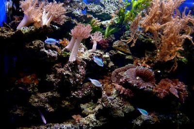 曼龍魚能和一眉道人魚混養（曼龍魚與一眉道人魚可以混養在一起嗎）