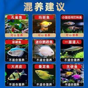 曼龍魚能和一眉道人魚混養（曼龍魚與一眉道人魚可以混養在一起嗎）