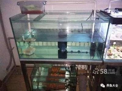 農村的房子魚缸放在家里哪個位置好（農村房子魚缸放在家里哪個位置好，不僅可以美化家居環境）