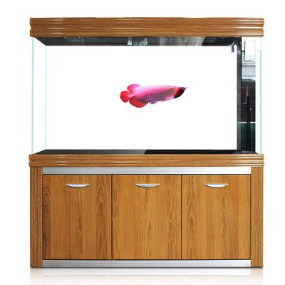 水族箱選購技巧：如何選擇一個適合自己的魚缸？