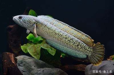 龍魚過冬，龍魚冬季飲食調整，龍魚過冬疾病預防，如何選擇魚缸加熱器